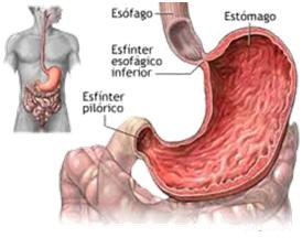 Esofagogastroduodenoscopia